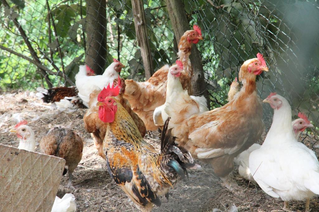 Gli Arancini Βίλα Quarrata Εξωτερικό φωτογραφία